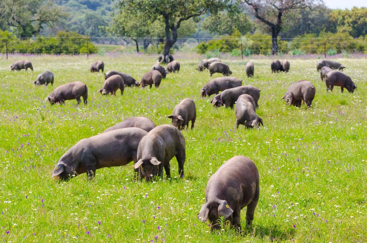 Ibéricos Montesano | Jamón de Bellota 100% Ibérico | Premio Diamond Taste Award | Curación de 48 Meses | Criados en Libertad en la Dehesa Extremeña y Alimentado con Bellotas | 7.5-8kg