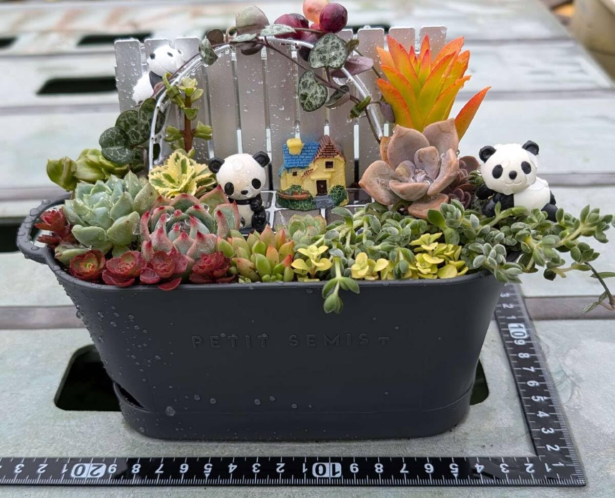 081701多肉植物の寄せ植えパンダさんランド 040302多肉植物の寄せ植え☆