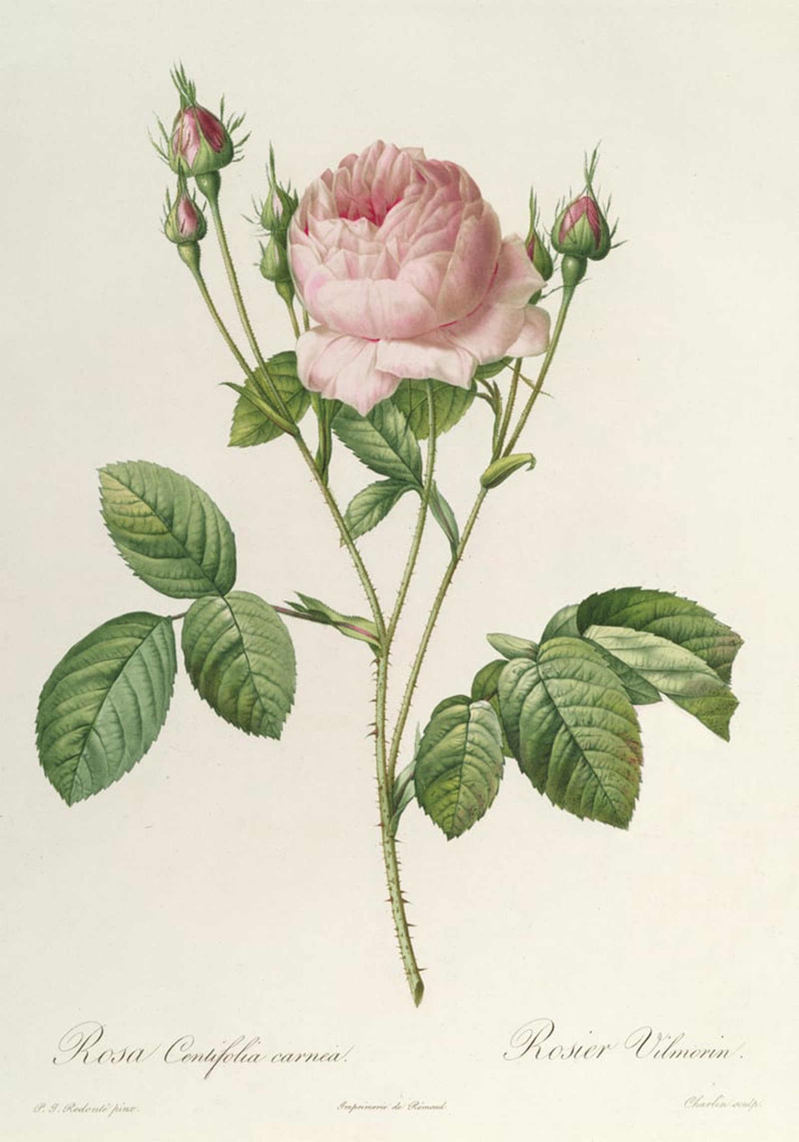 POSTERIIk Vintage Print Pop Art Landscape Artwork Rosa Centifolia Carnea by Pierre Redouté Art Prints for Office Home Decor 60x90cm