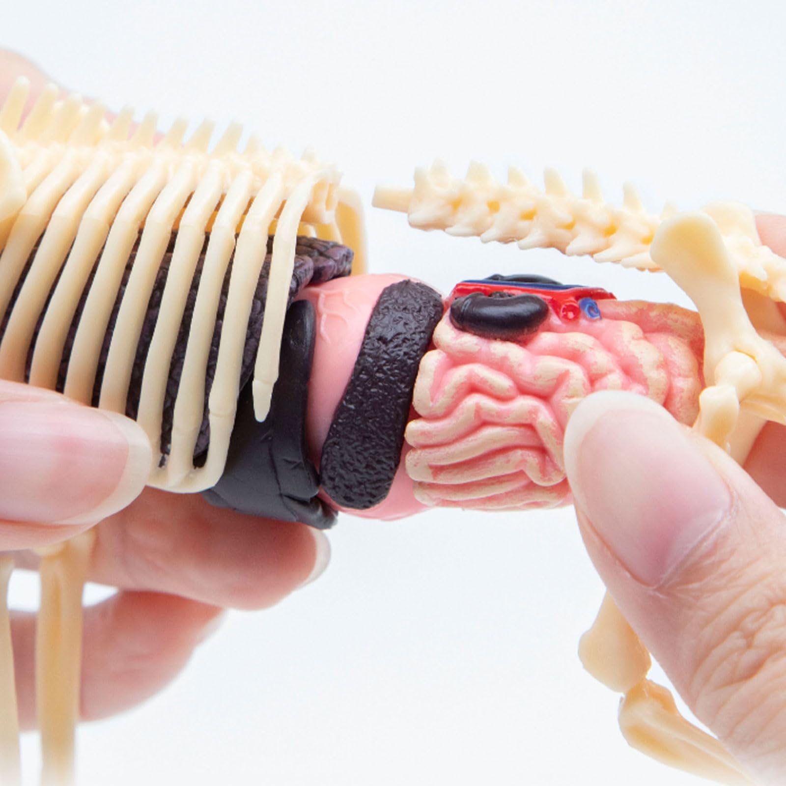 Modello di scheletro di organi animali 4D, modello di scheletro staccabile, materiale scientifico, modello di anatomia di organi animali, modello di scheletro 4D, modello di anatomia di organi animali