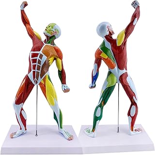 50cm Miniature Muscular System Model, 20 Human Muscle Anatomy Model Displaying Superficial Muscle and Structure of The Body, Detailed Product for Art Teaching for Explanation