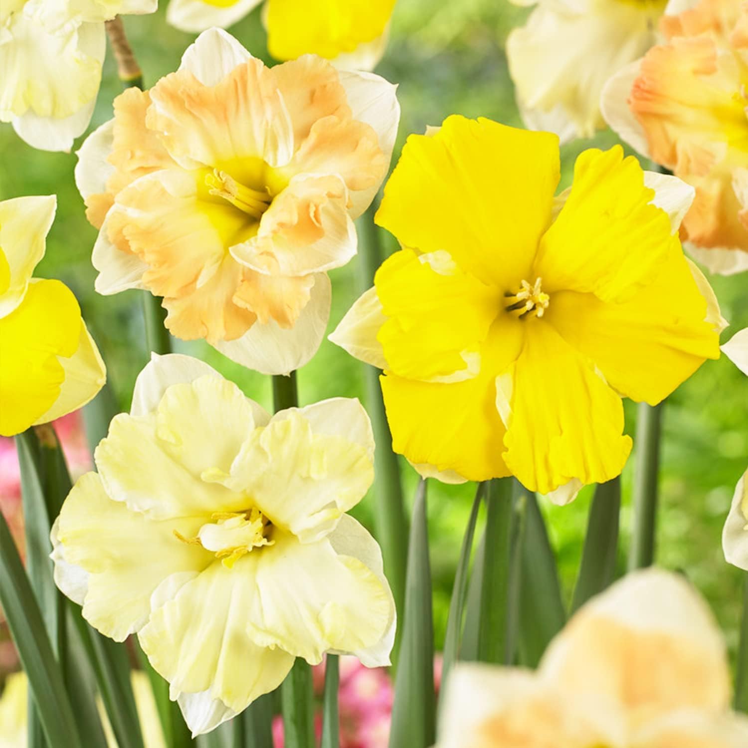 Spina Da Giardino CIM Con Fiore Narciso E Sfera In Acciaio Inox, Altezza 91 Cm, Decorazione Per Esterni