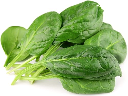 Miniatura 5 de Semillas de acedera de hoja ancha (Rumex acetosa) 40 días Herb Heirloom para plantar semillas sin OMG 2000