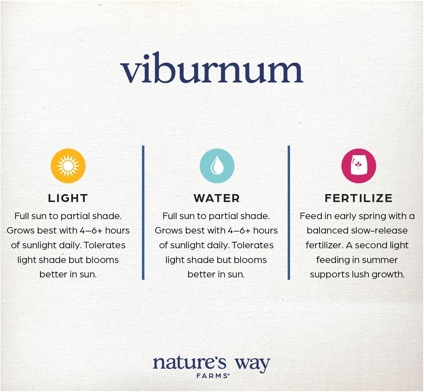 Nature's Way Farms Viburnum Odoratissima Outdoor Live Plant (25-30 in. Tall) in Grower Pot