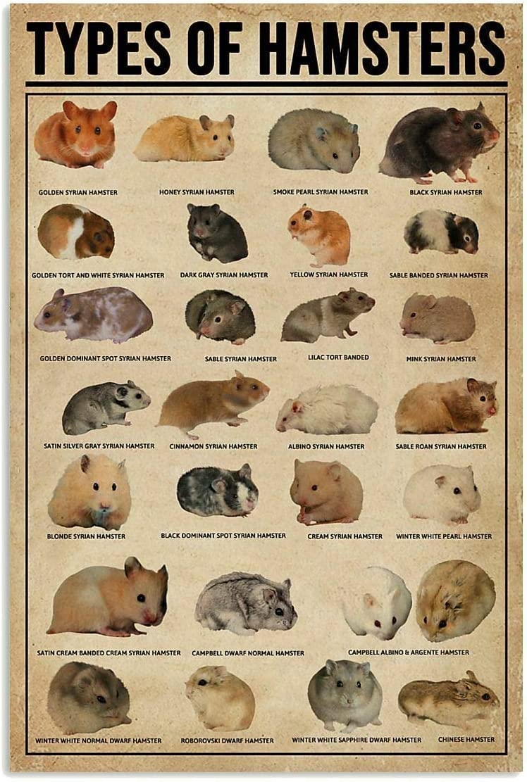 Types of Hamsters Metal Tin Sign knowledge Graph Fun World Education Science Classroom Infographic Retro Poster for Office Classroom Farmhouse Poster Painting 12x16 Inch