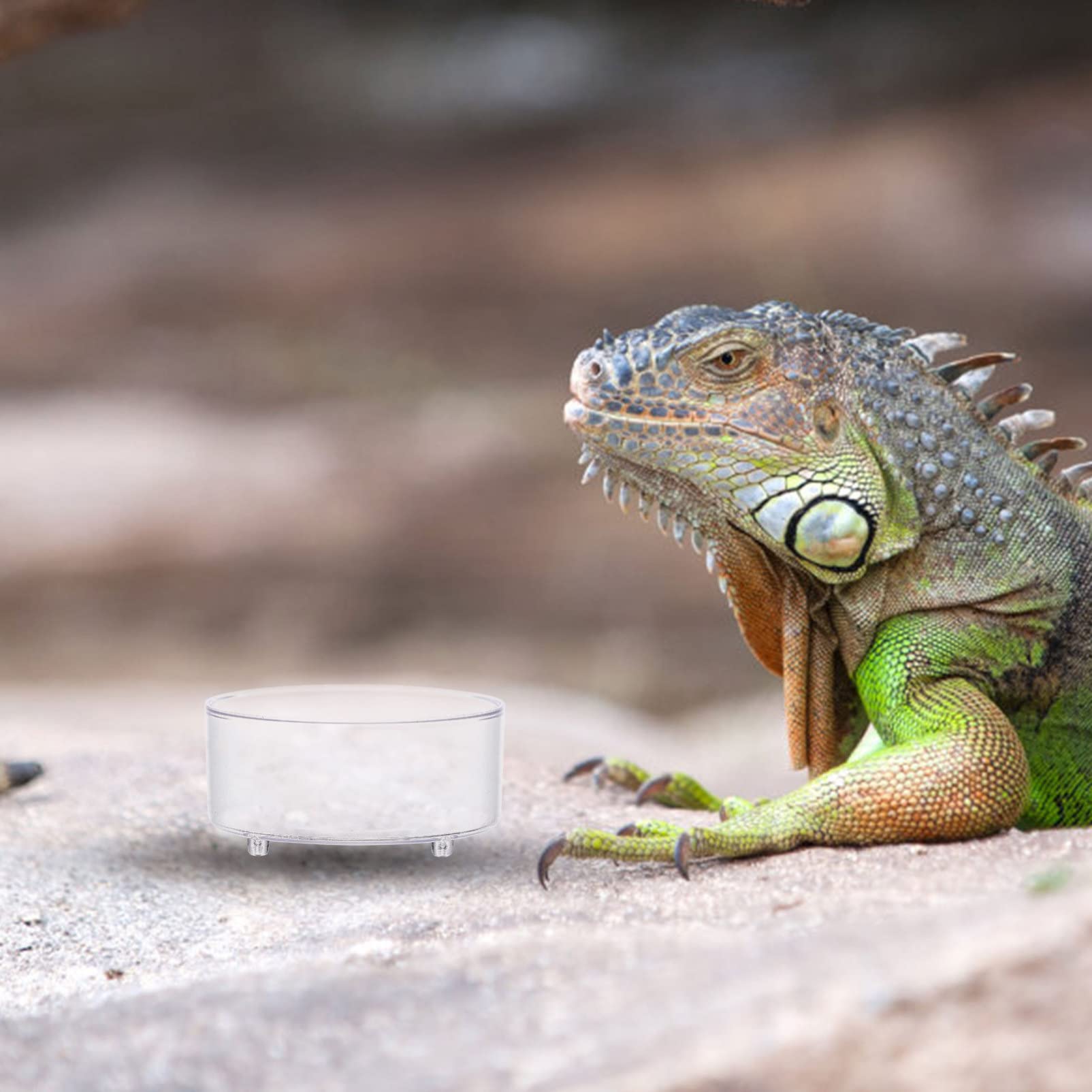 150 Piezas Bebedero para Mascotas Plato de Agua de Tortuga reptiloil Animal Vaso multifunción para Comida de Reptiles Plato de Agua de Reptil Mini Bandeja de Agua Caja de Reptiles