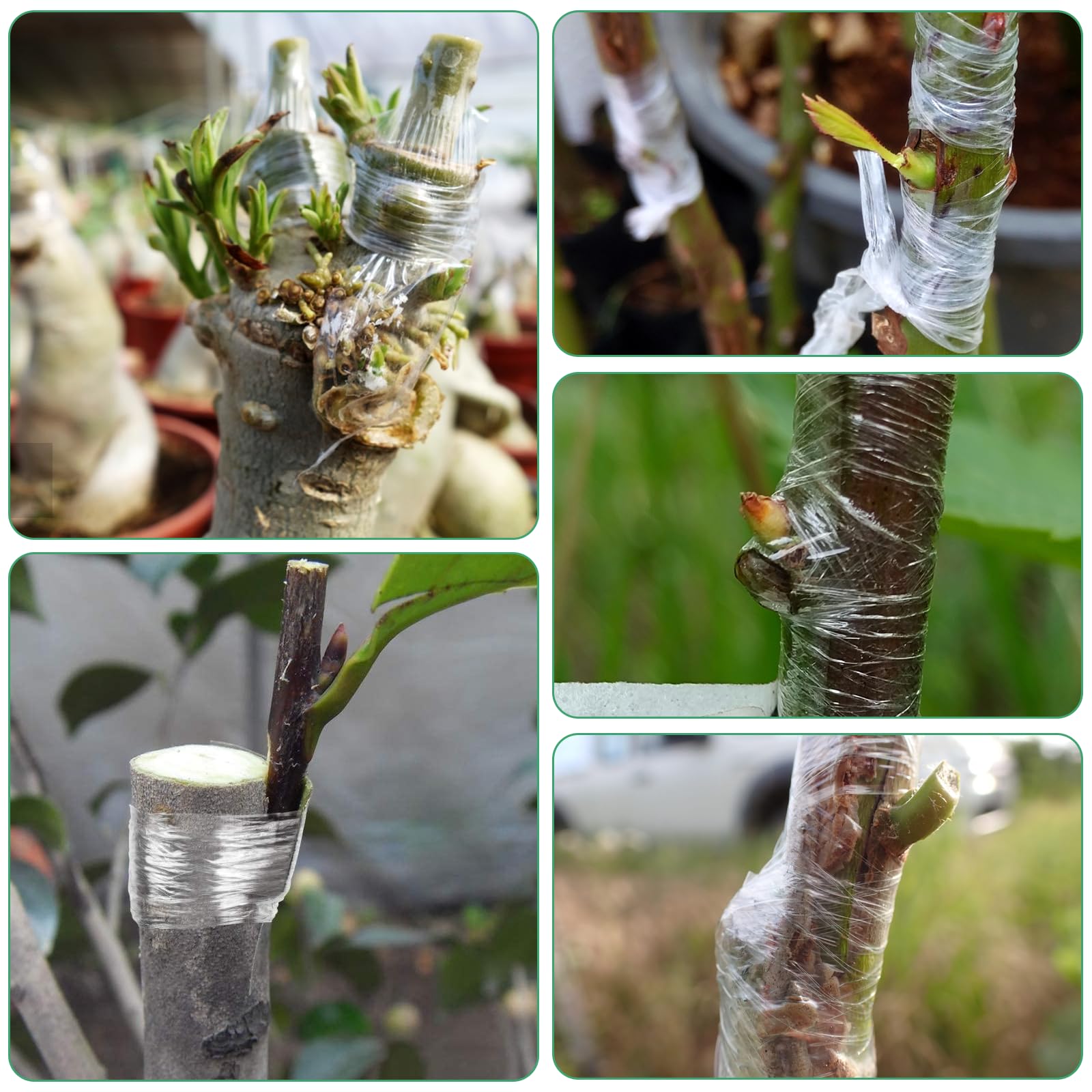 Cinta de Injerto 5Pcs Cinta para Injertar Cinta de Injerto Estirable y Transparente con 10Pcs Ataduras para Injertos de Árboles Frutales y Reparación de Ramas en Viveros y Jardines