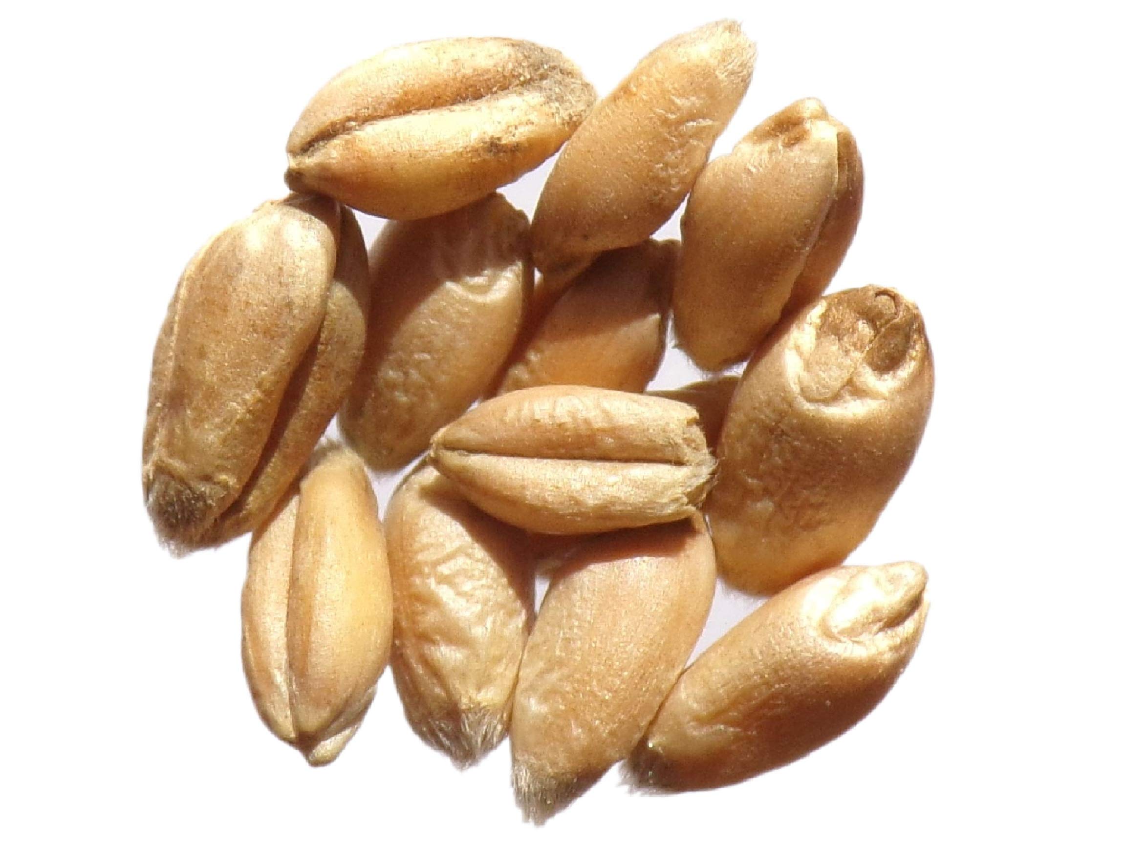 Triticum Caesium Castelnau 40 grams ? Wheat ? Wheat (Fertiliser ? Green Green Manure)