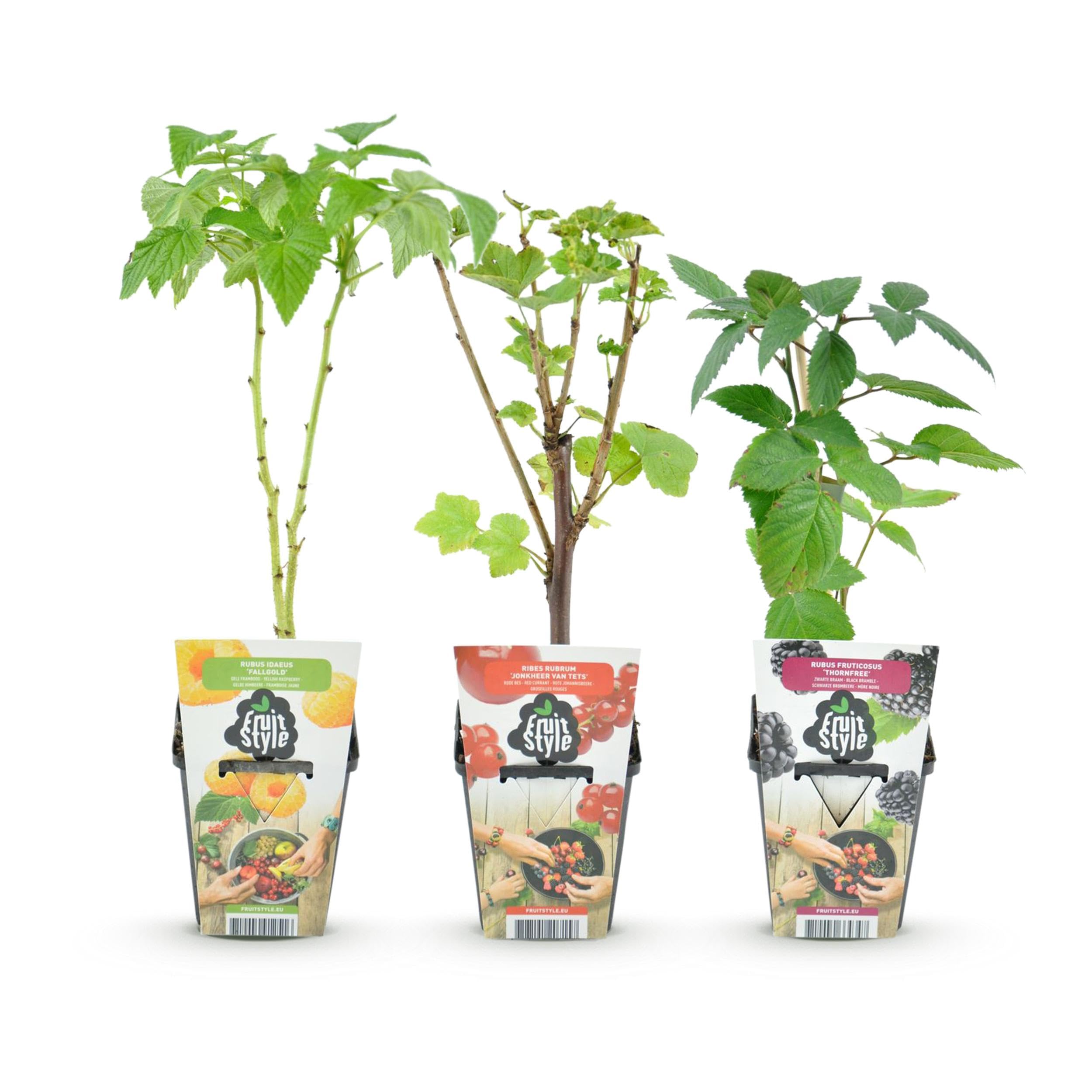 Tricolore - Baies rouges - Framboise jaune - Mûre - Rustique - 3 Plants - 15-25cm - Ø9cm - Plante de jardin