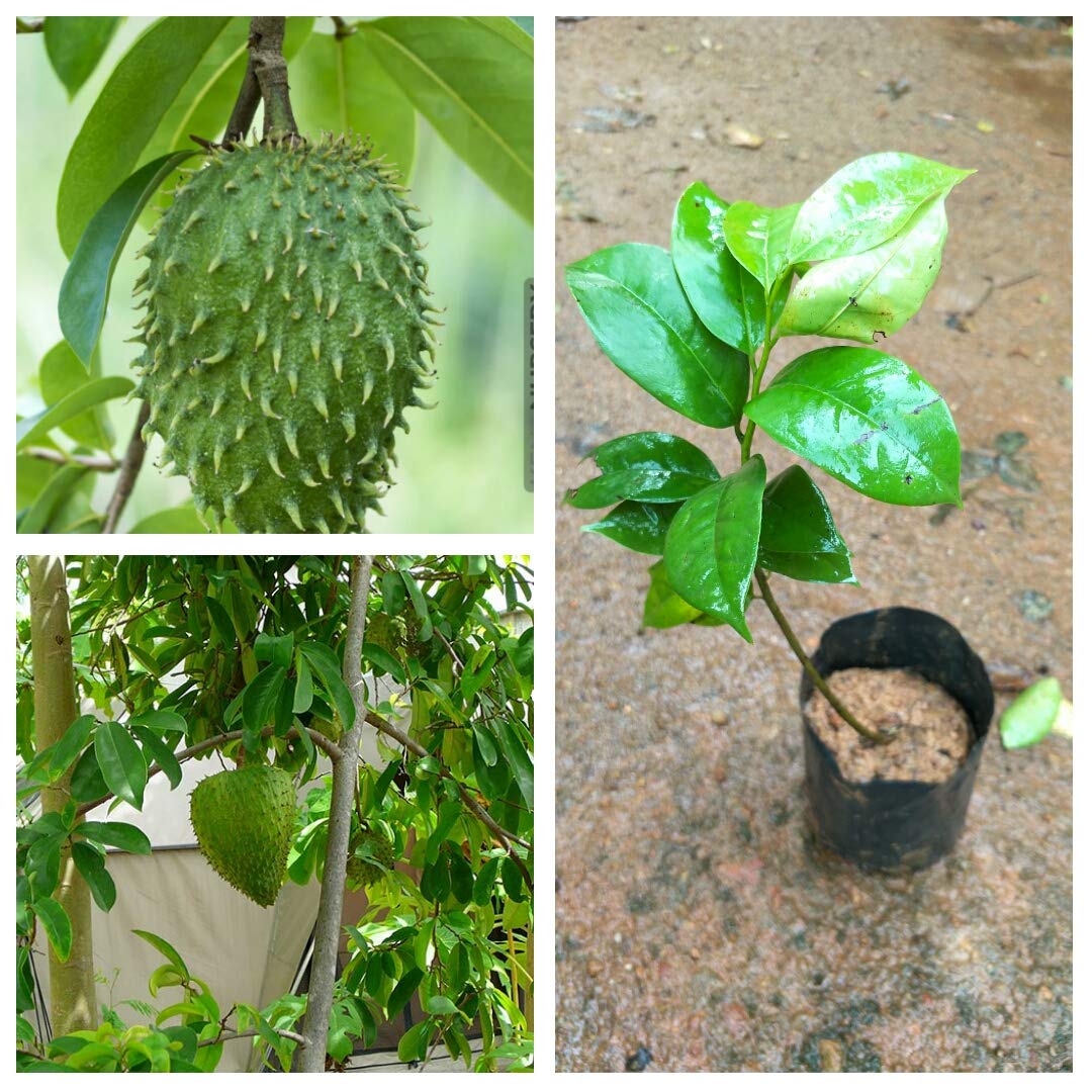 M-Tech Gardens Soursop"Annona muricata" Rare Tropical Fruit 1 Seedling Live Plant (B07DWPN565) Amazon Price History, Amazon Price Tracker