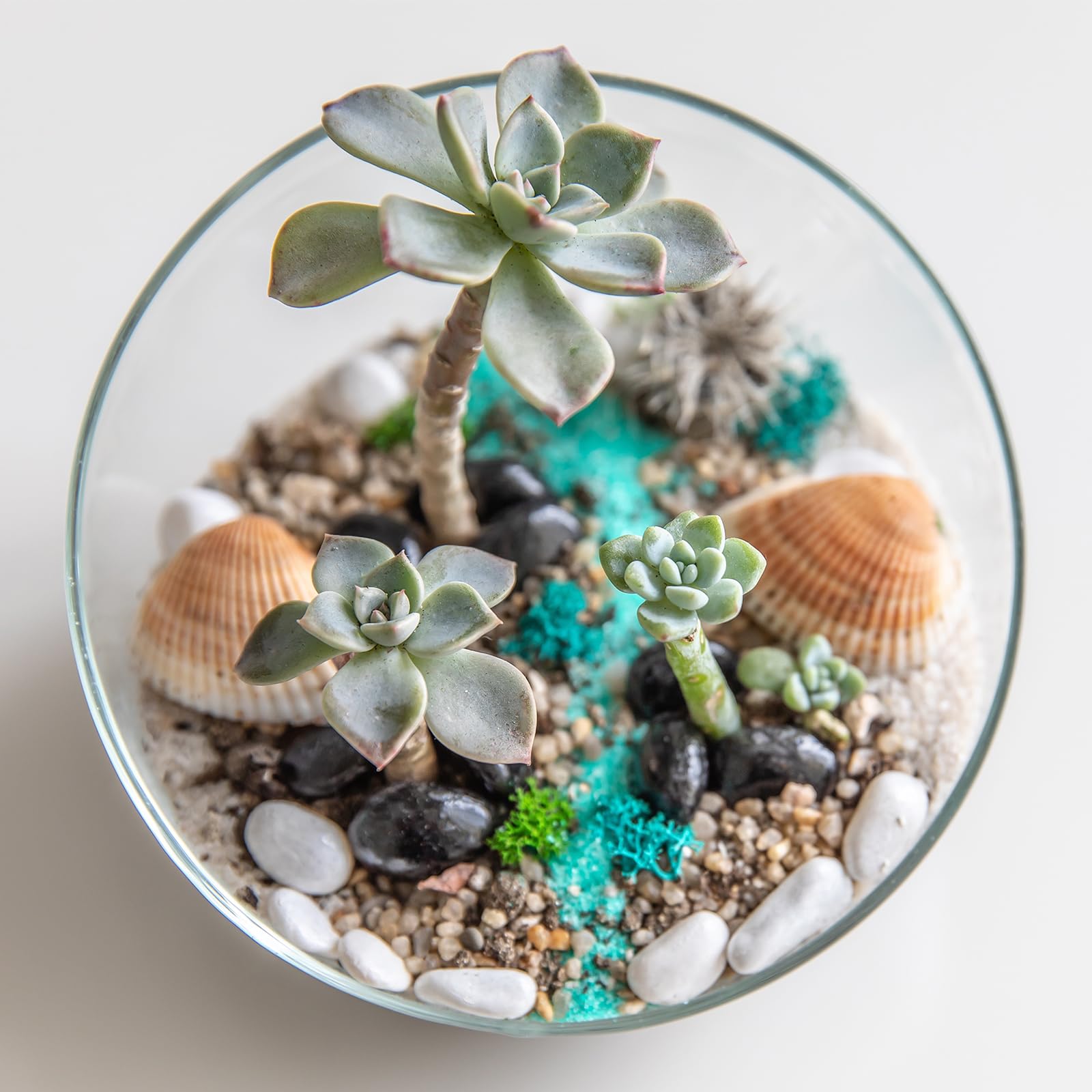 PATIKIL Vasi Cilindrici In Vetro 10x3 Pollici, Contenitore Per Piante E Terrario Trasparente Con Fondo Rinforzato Per Centrotavola Floreali Decorativi Decorazione Per Matrimoni Eventi