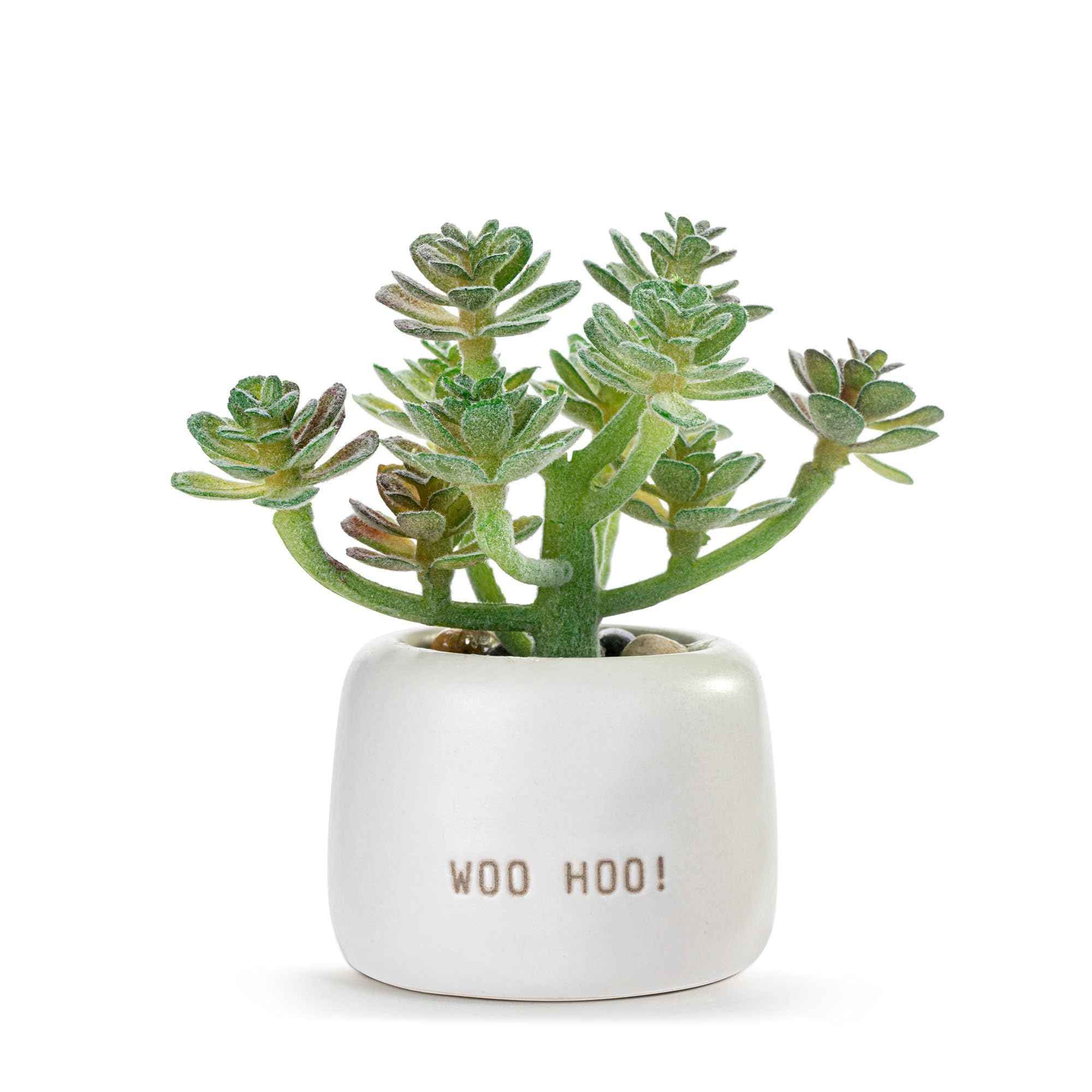 DEMDACO Woo Hoo Just Because Artificial Off-White 2 x 1.5 Stoneware Mini Succulent