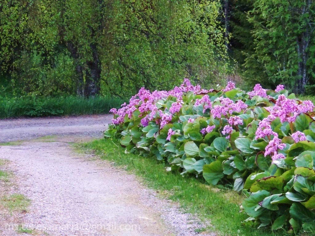 Stauden Gänge 10 x Bergenia cordifolia 'Winterglut' Bergenie winterhart