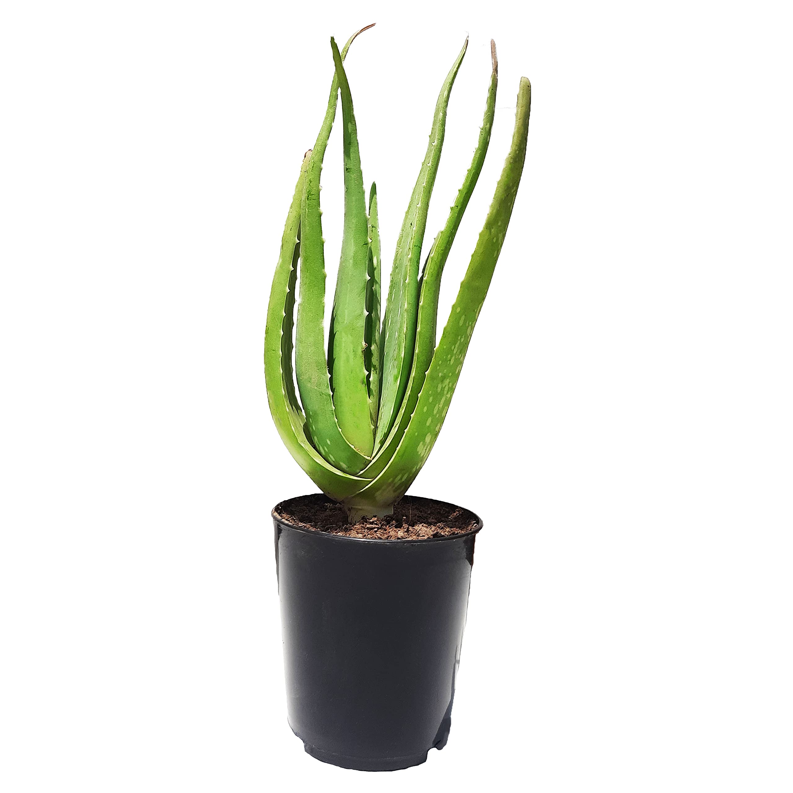 HN Organics Aloe Vera Plant with Pot (B095JR8834) Amazon Price History, Amazon Price Tracker