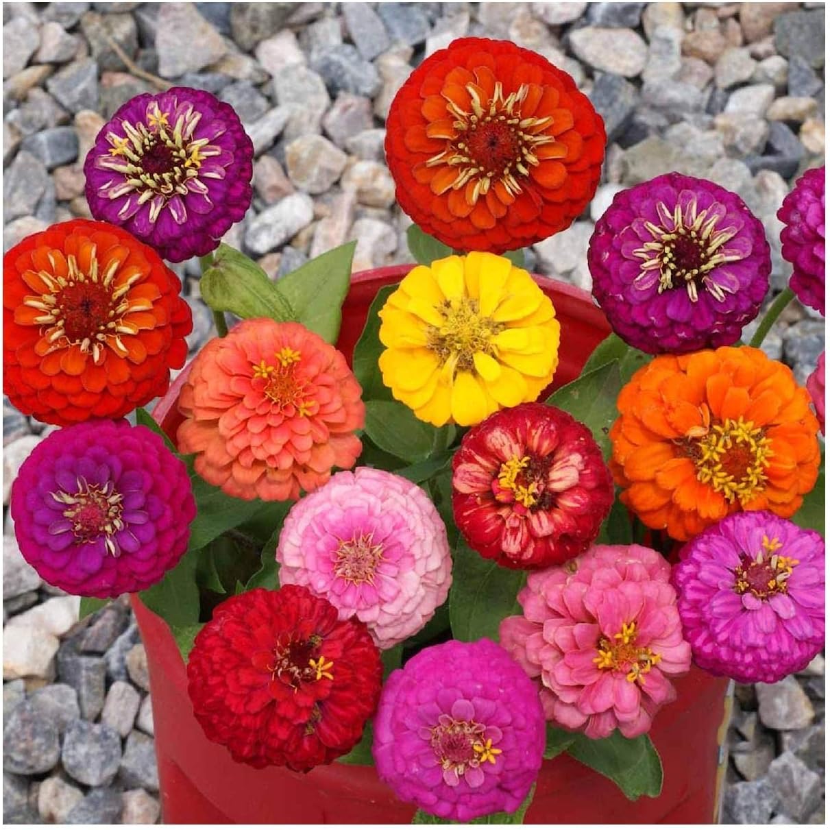 Everwilde Farms - 1 Lb Lilliput Mix Zinnia Wildflower Seeds - Gold Vault
