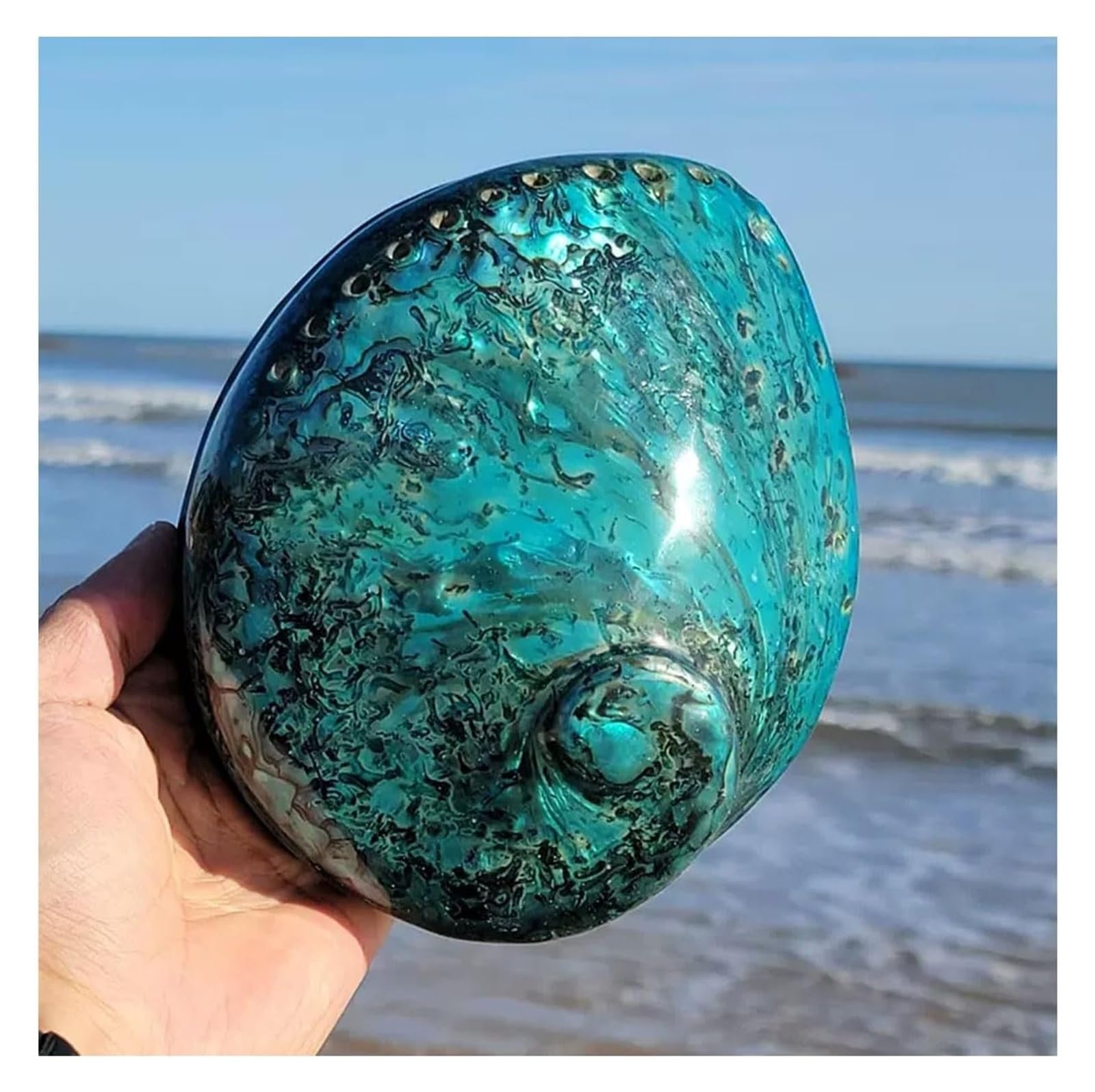 YKMYXZ shells， 14-15Cm Abalone Shell Conch for Decorations DIY Crafts