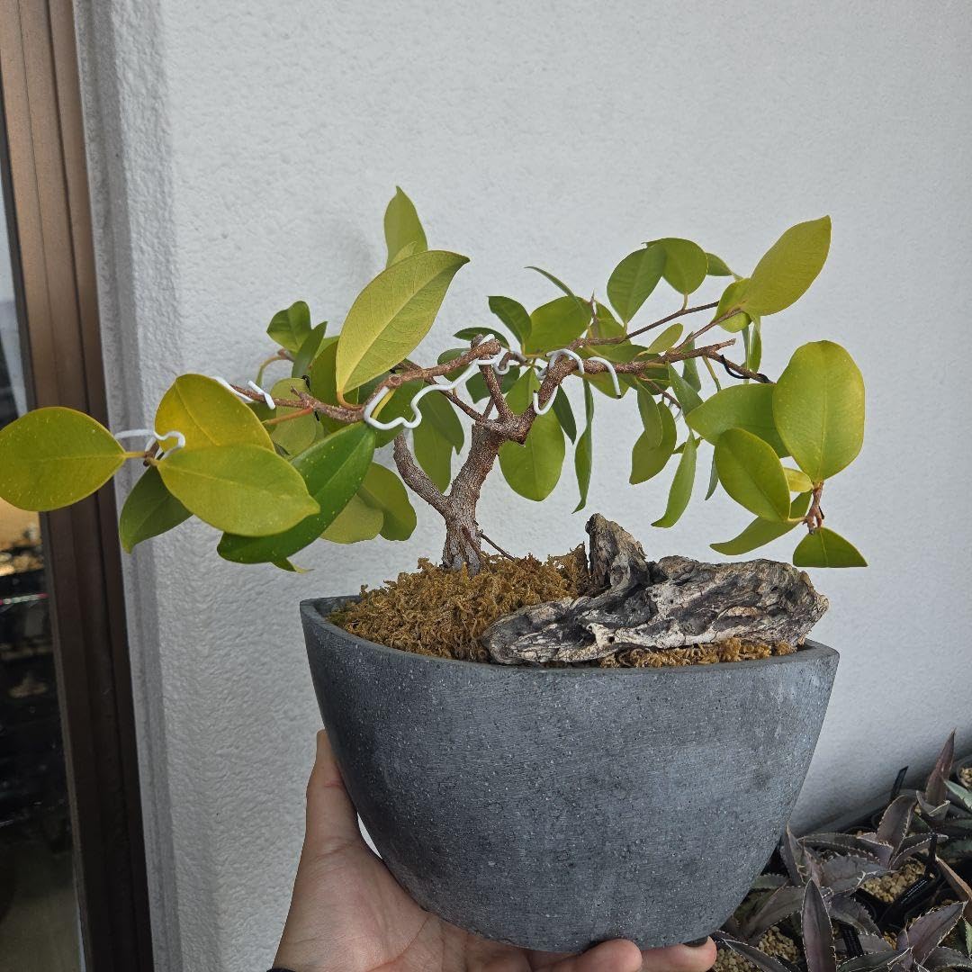 Amazon｜フィカス ガジュマル:盆栽仕立て｜観葉植物 オンライン通販