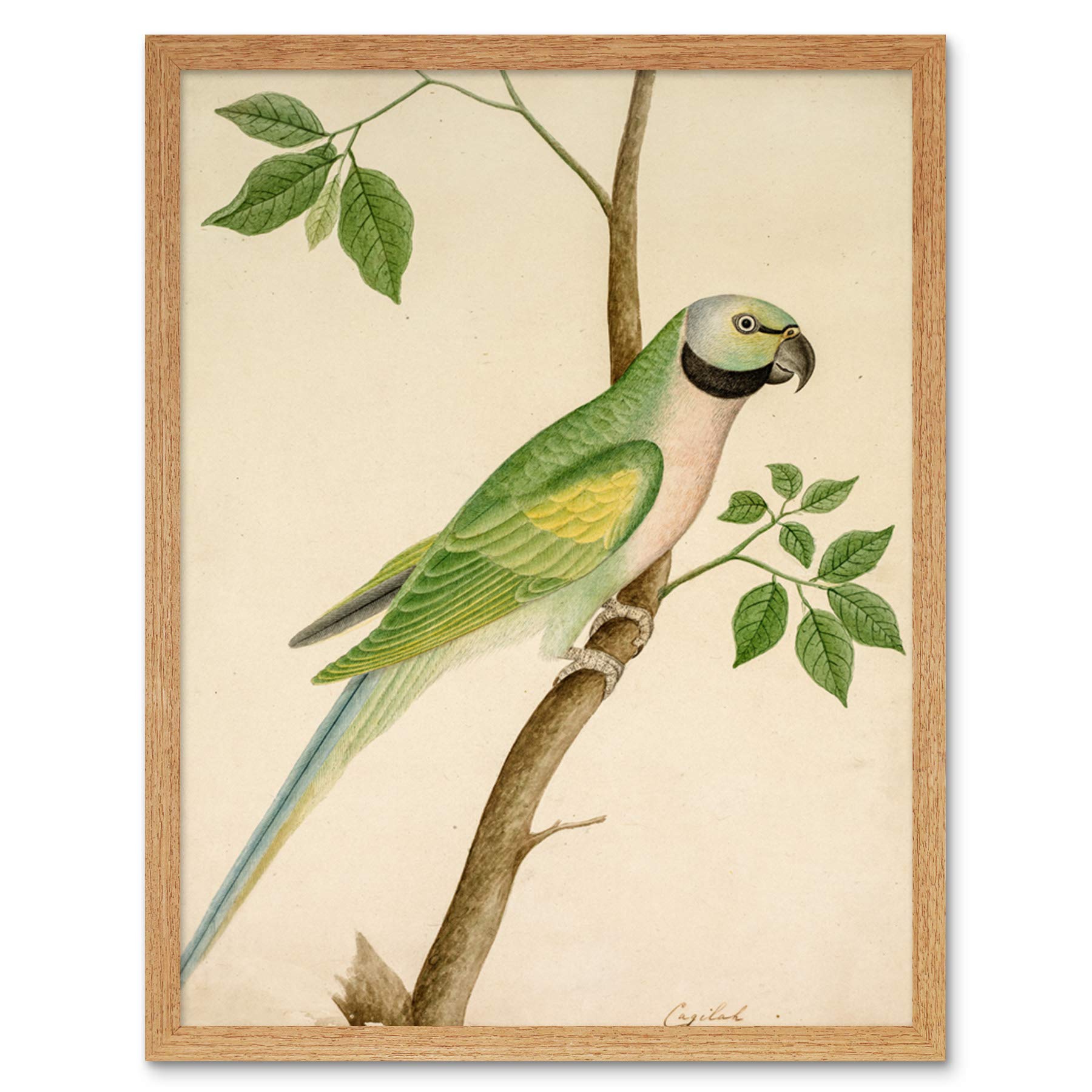 Artery8 Green Parrot Watercolour India 19th Century Art Print Framed Poster Wall Decor 12x16 inch