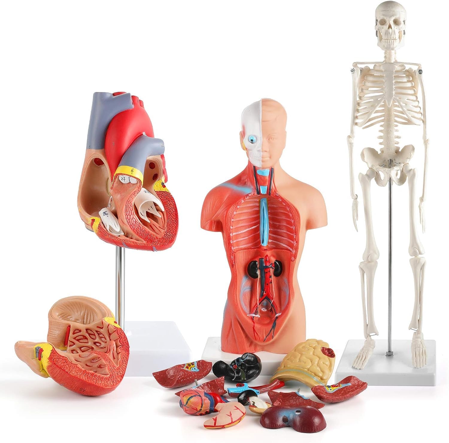 Herramientas de Modelo de enseñanza, Modelo anatómico 3D, Modelo de Esqueleto de Torso de corazón Humano, Herramientas de Estudio para Estudiantes de anatomía y fisiología, conjunt