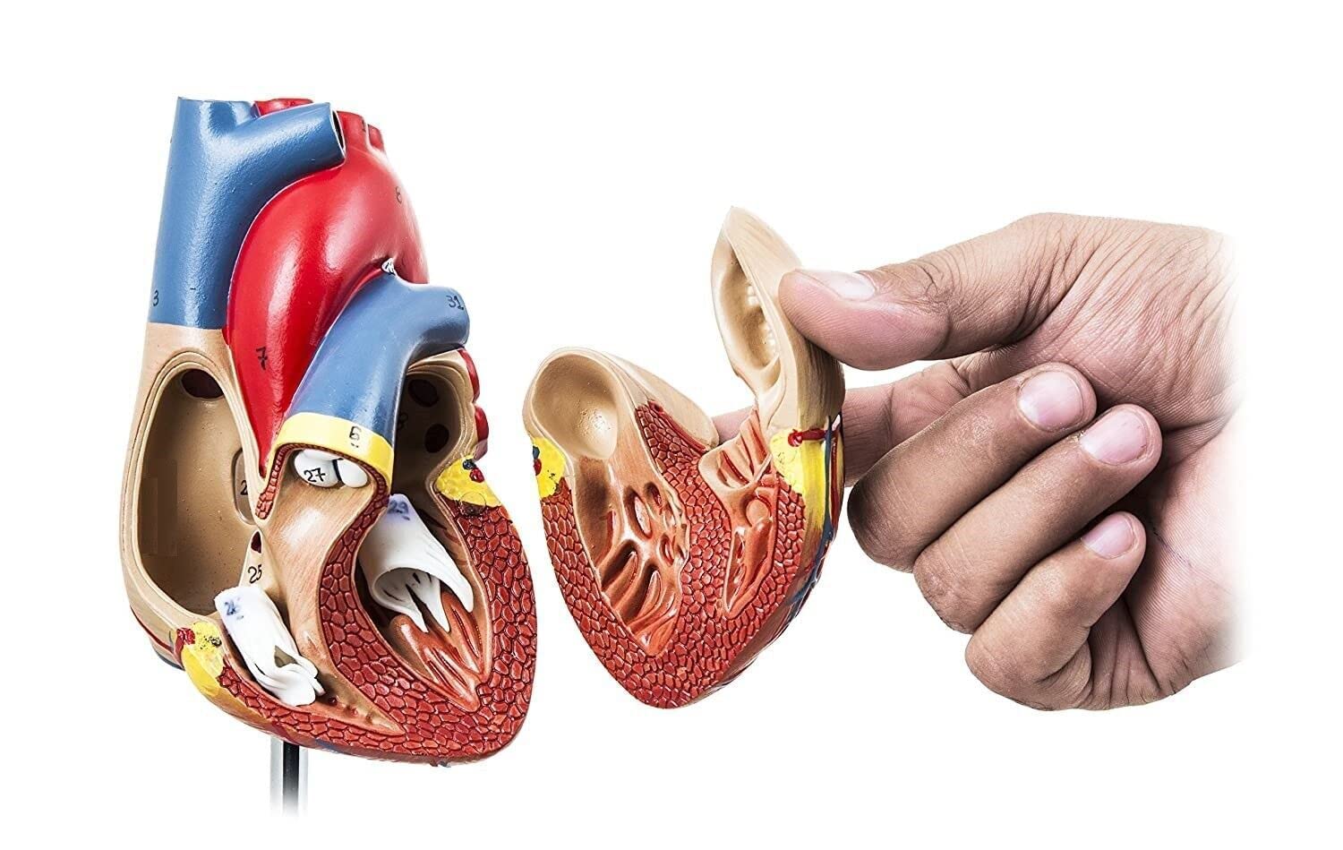 SAINI_MEDICOS Modello Anatomico Cuore Umano, 2 Parti, Dimensioni Naturali Deluxe, Mostra Quattro Camere