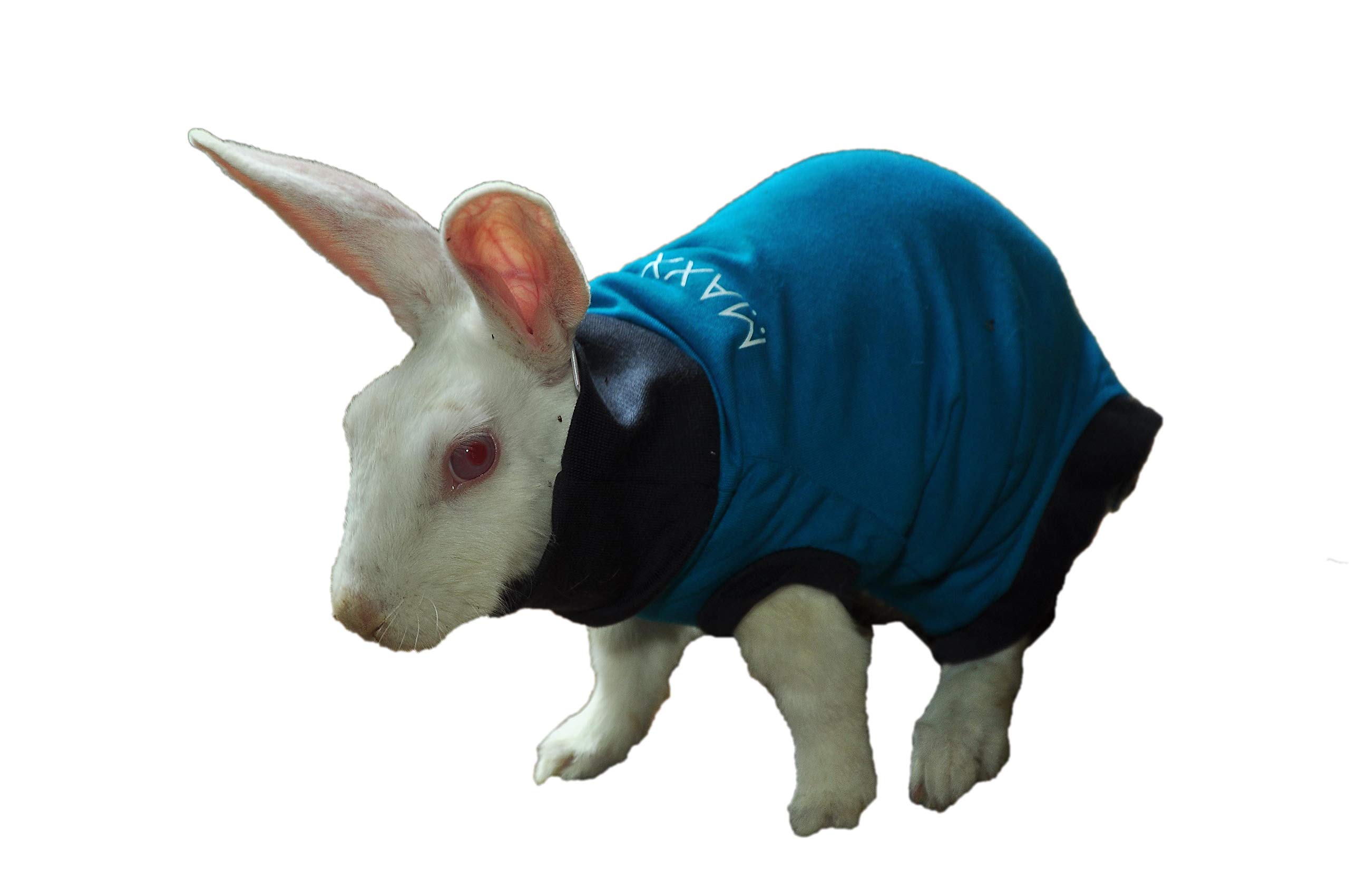 rabbit elizabethan collar