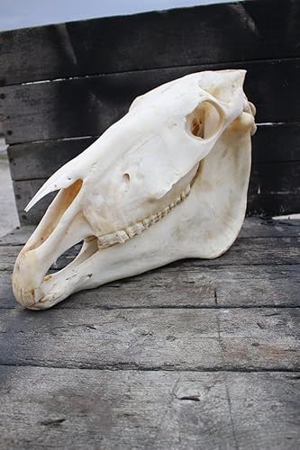 Miniatura 4 de Made to order - Horse skull hand carved carving real bone animal decoration dream catcher customized design gift idea for father mother love