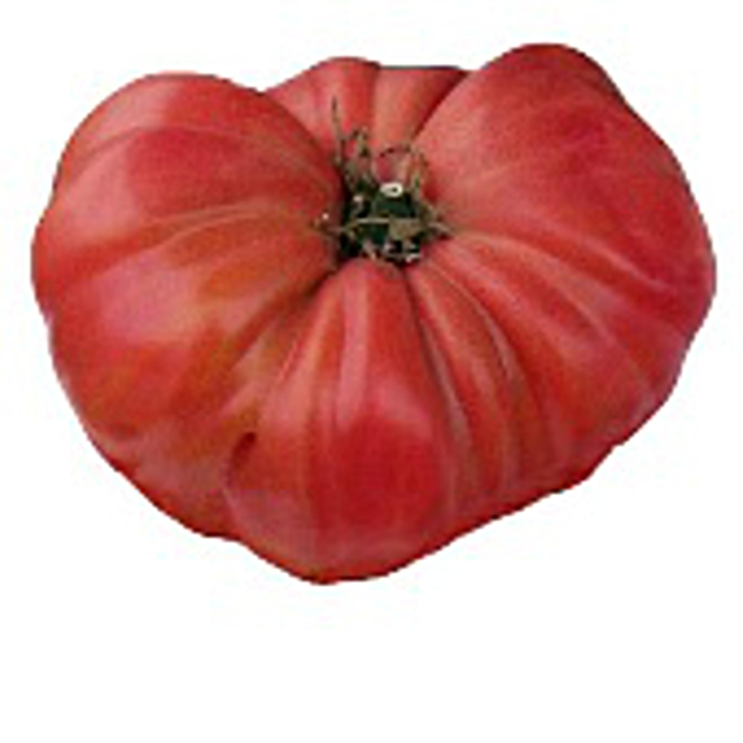 Amazon.com : 1884 Tomato Seeds (40 Seeds) Seeds for Planting, Farm
