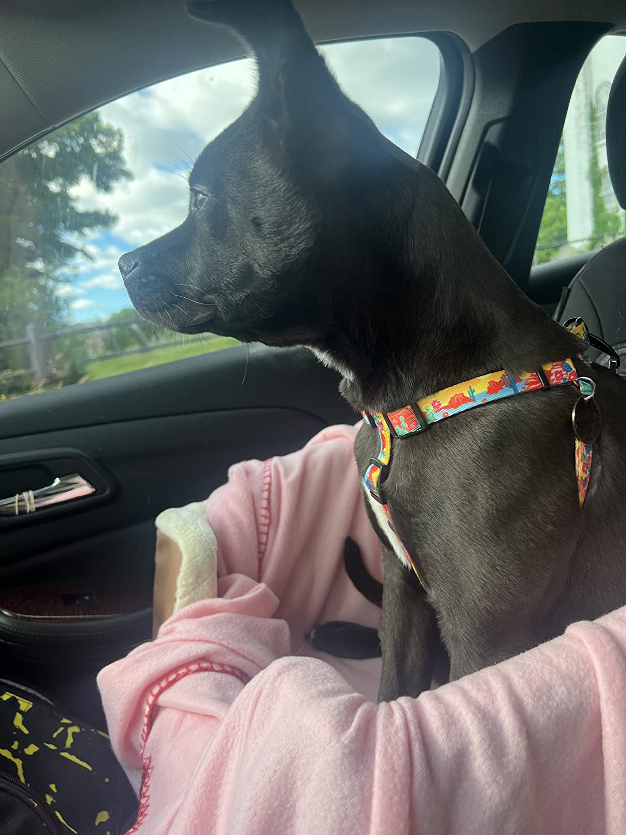 11/mo Finance Amazon Basics Pet Car Booster Bucket Seat Buy Now