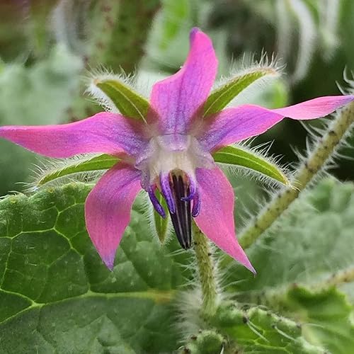 Miniatura 4 de CHUXAY GARDEN Mezcla de borraje, borago officinalis, flor de estrella 30 semillas, azul, morado, rosa, encantadora, flores, plantas anuales de