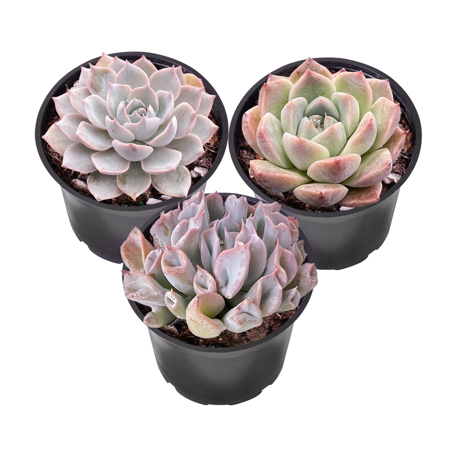Sprout N Green Pink Succulents Collection