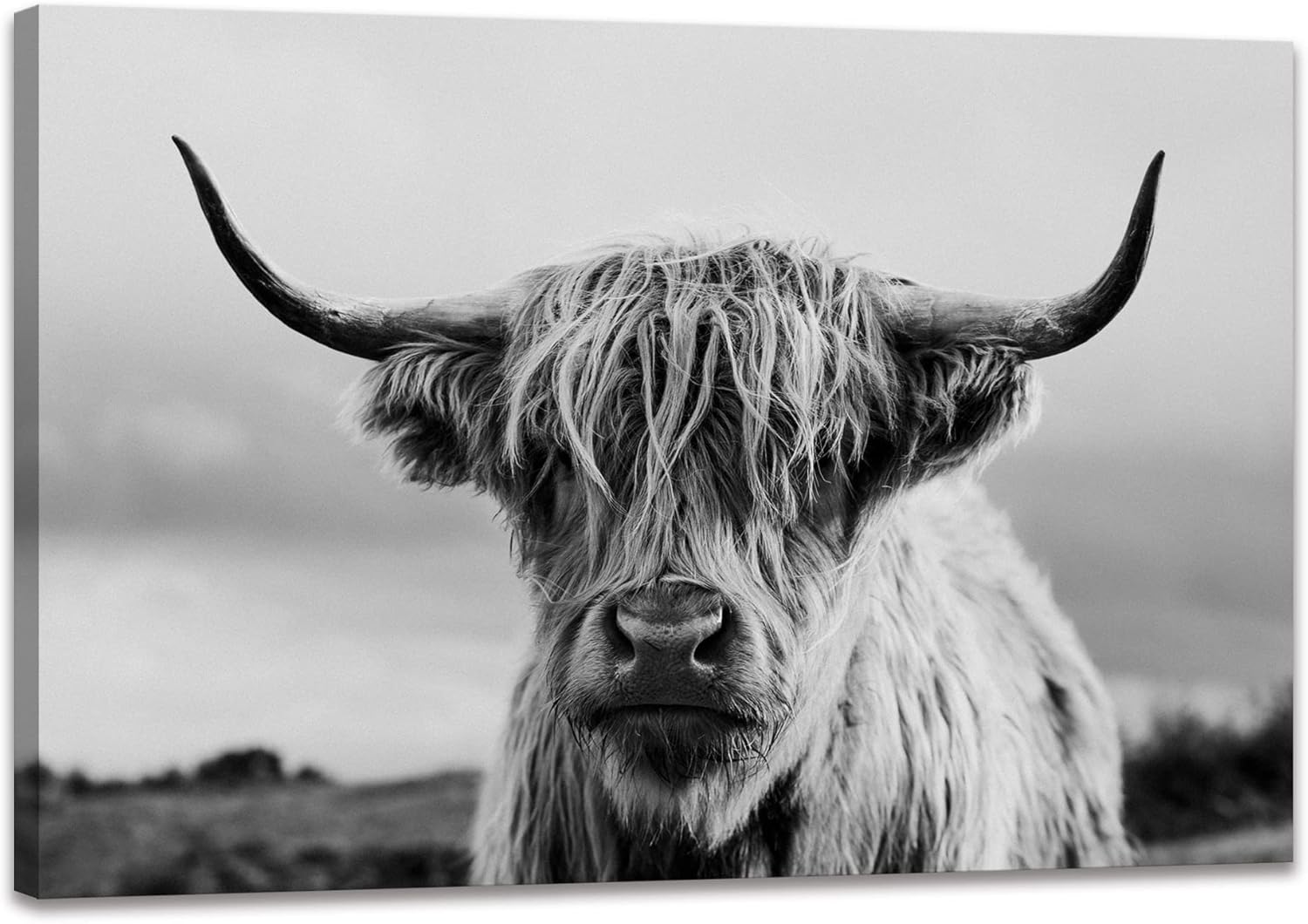 Highland Cow Wall Art Canvas Print Black and White Animal