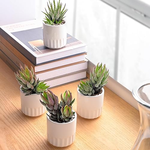 Miniatura 3 de Plantas suculentas (paquete de 4), suculentas vivas totalmente enraizadas en macetas de cultivo de 2 pulgadas, planta de casa única en maceta para