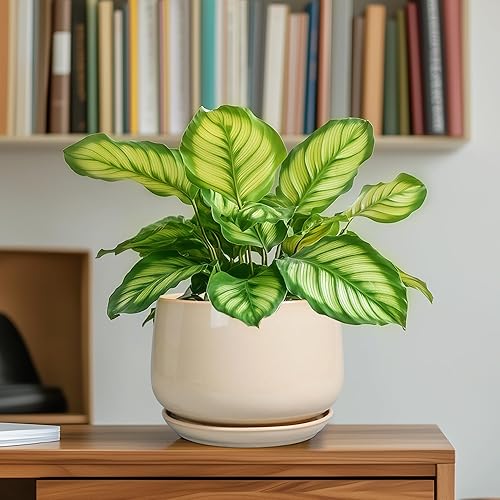 Miniatura 6 de G EPGardening Maceta de cerámica para plantas, maceta de 6 pulgadas con drenaje y platillo de cerámica, macetas para plantas de interior, maceta