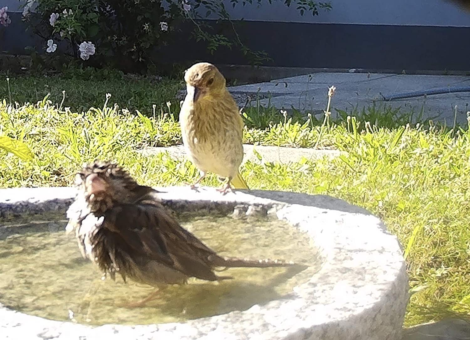 Vogelbad aus Granit 10 cm hoch - Vogeltränke mit 2 Liter Fassungsvermögen auch für größere Vögel