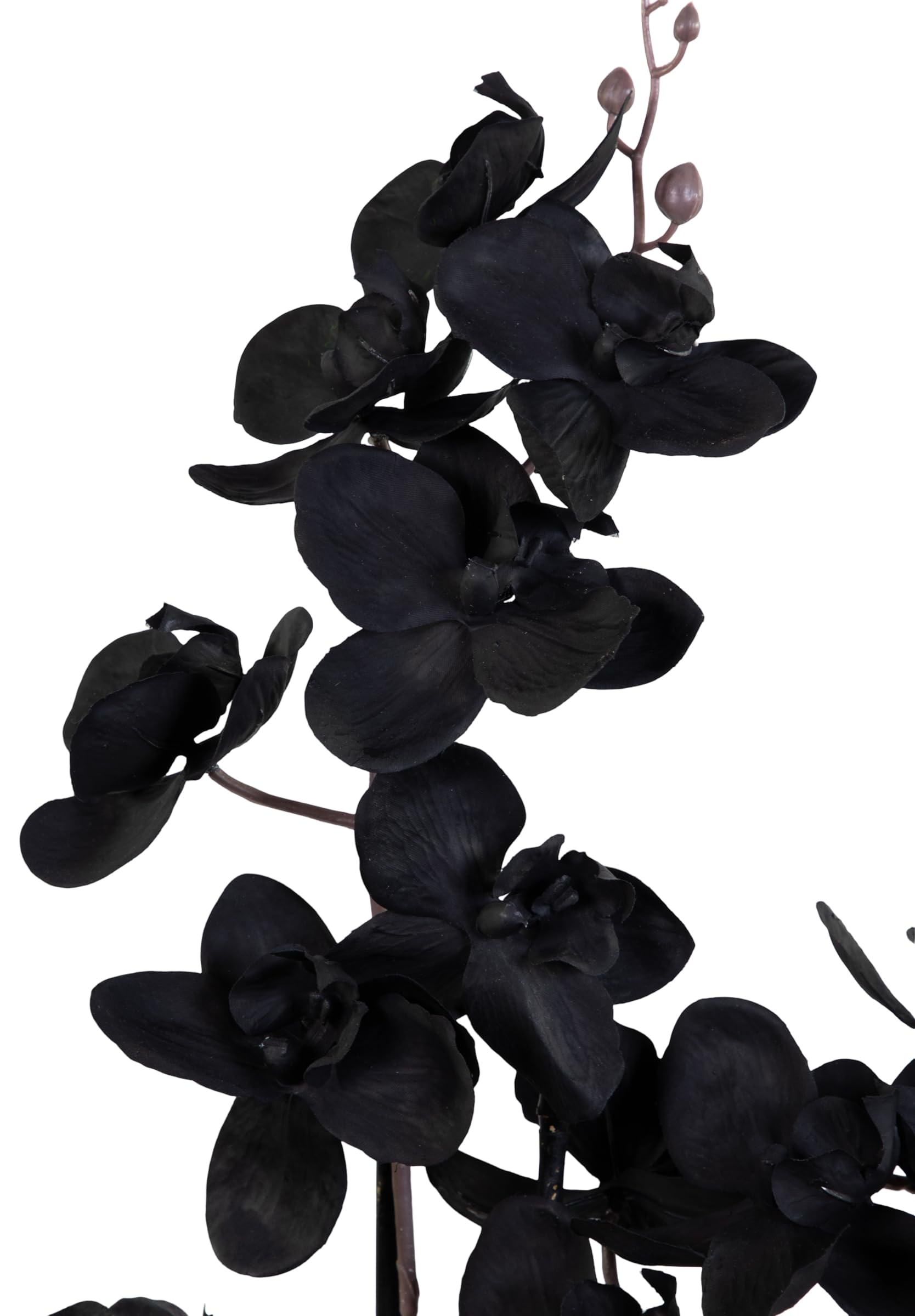 Seidenblumen Roß Orchidee Real Touch 70x40cm im Topf GA künstliche Phalaenopsis Blumen wie echt Dekoration Kunstpflanzen Kunstblumen (Schwarz)