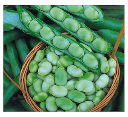 VibeX Broad Bean Seeds-100 Seeds
