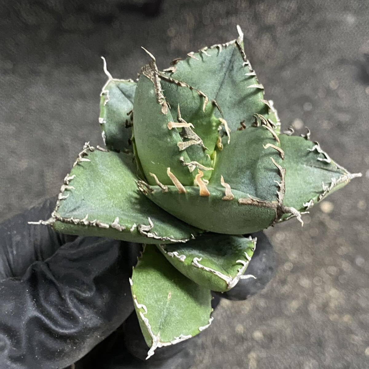 Amazon.co.jp: 多肉植物 アガベ チタノタ SAD 小株 発根済 : DIY Amazon.co.jp: 多肉植物 アガベ チタノタ SAD 小株 発根済 : DIY