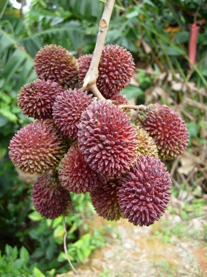 Creative Farmer Exotic Fruit Plant Pulasan Costa Rica South East Asia Origin Garden Plant(1 Healthy Live Plant)