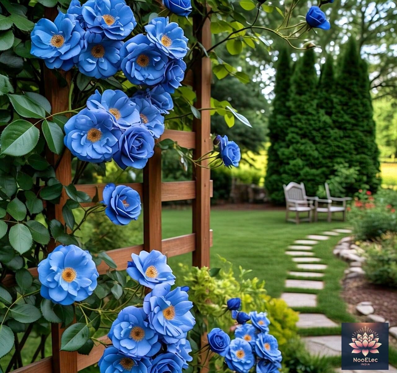 NooElec Seeds India Climbing Rose Flower Seeds, 60 Seeds Pack - Hybrid, Year-Round Blooms, Minimal Care (BLUE) - Image 6 thumbnail