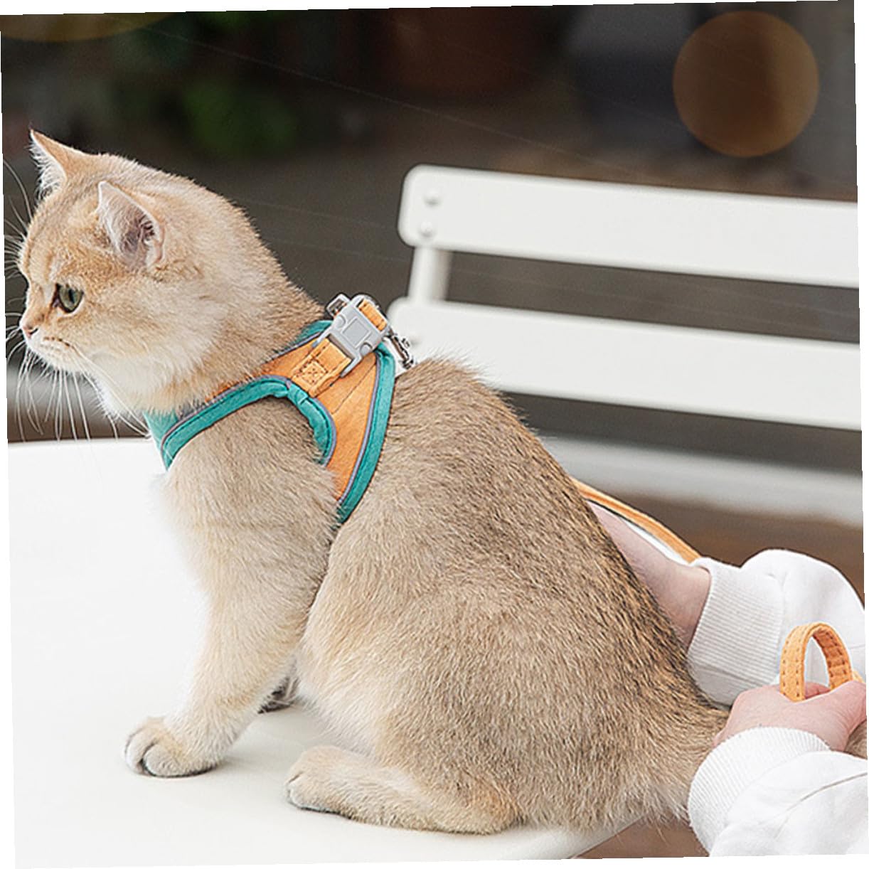 VANZACK 3sätze Katzen Geschirr Mit Für Haustiere Einstellbar Und Ausbruchsicher Reflektierendes Design Für Sicheres Für Kätzchen Und Kleine Hunde