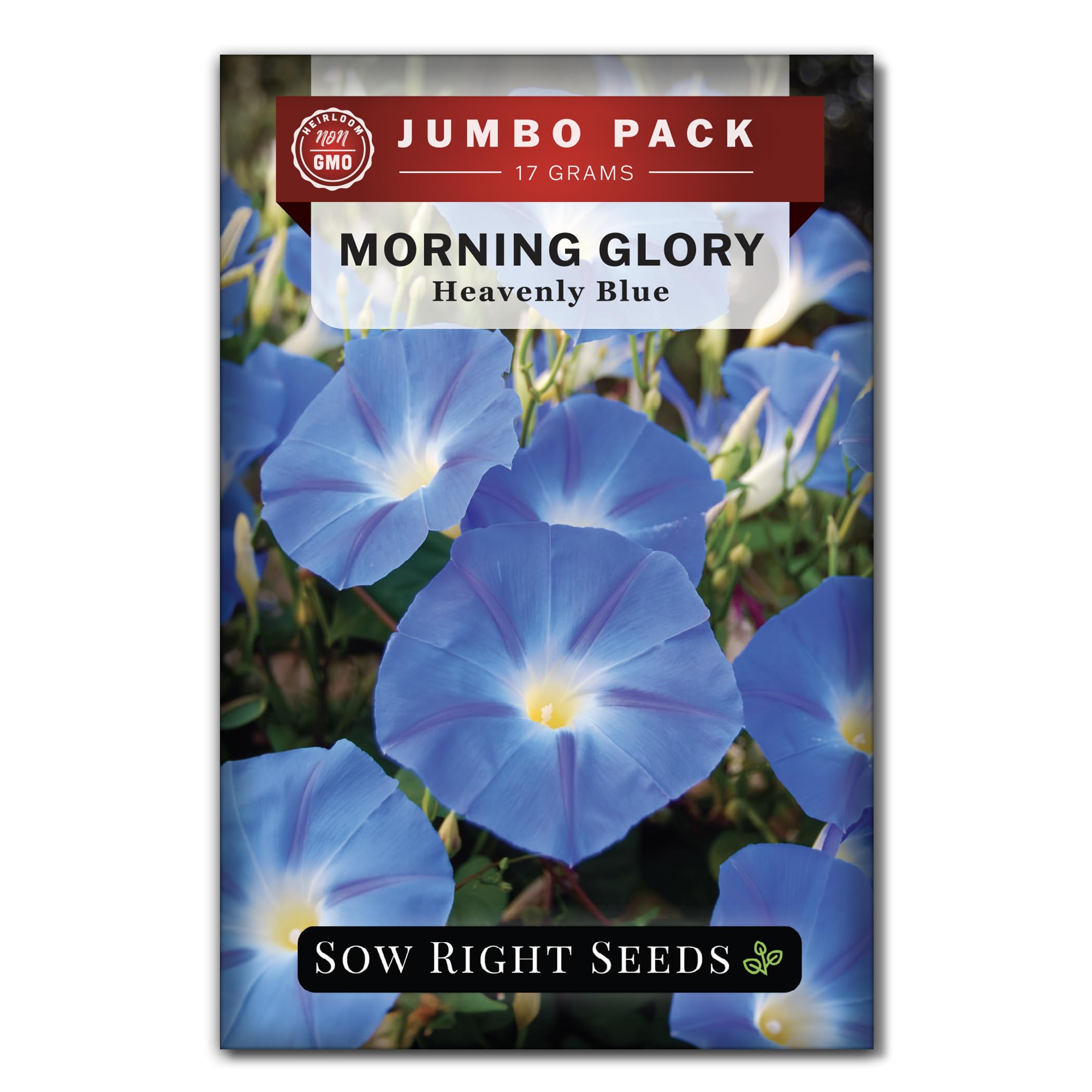 Sow Right Seeds - Bulk Heavenly Blue Morning Glory Seeds for Planting - 17 Grams, 500 Seeds - Non-GMO Heirloom Jumbo Pack with Instructions to Grow -