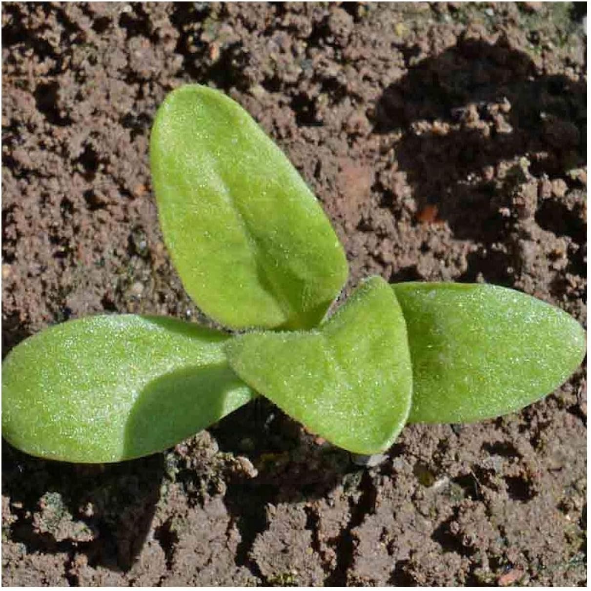 Everwilde Farms - 1 Lb English Marigold Wildflower Seeds - Gold Vault