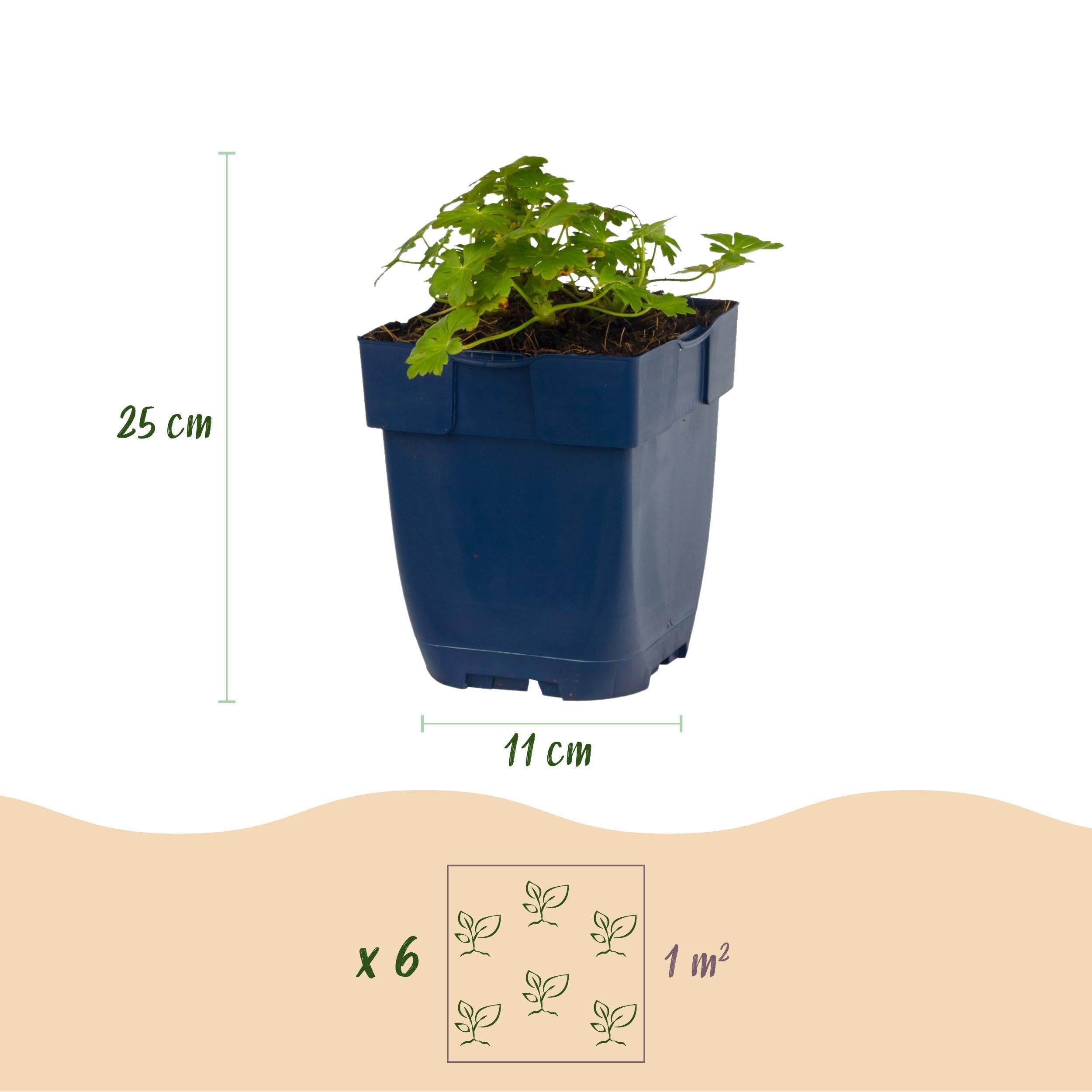 Géranium macr. Spessart - Géranium à bec de cigogne - Couvre-sol - Blanc-rose - 6 plants - 15-25cm - Ø11cm - Plante de jardin