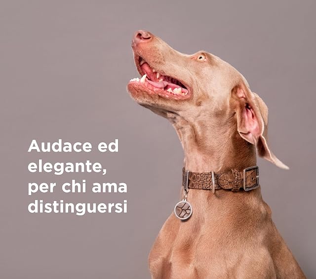 Foto 2 de 7 de MyFamily Correa para Perros De Cuero Italiano Genuino Made In Italy, Acabado Metálico En Plata Antigua