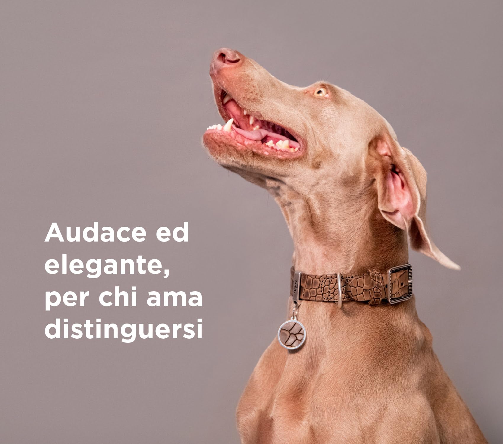 MyFamily Guinzaglio per Cane in Vera Pelle Italiana e Catena Made in Italy, Finiture Metalliche in Argento Antico, Pratico e Resistente, Fatto a Mano, Collezione Tucson