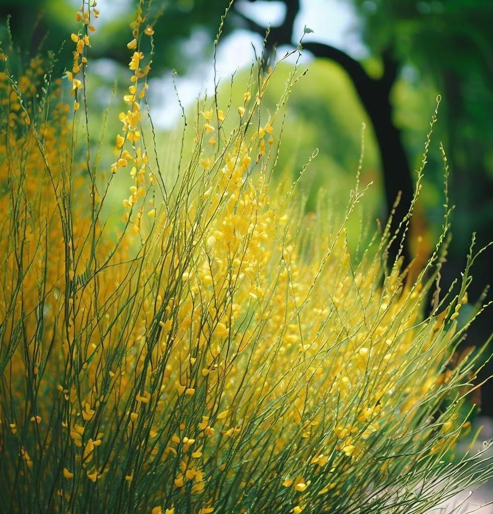 Spartium junceum (Spanish Broom) Shrub Seeds, Vibrant Yellow Flowers, Seeds by MySeeds.Co, You Choose The Amount (0.5 oz)