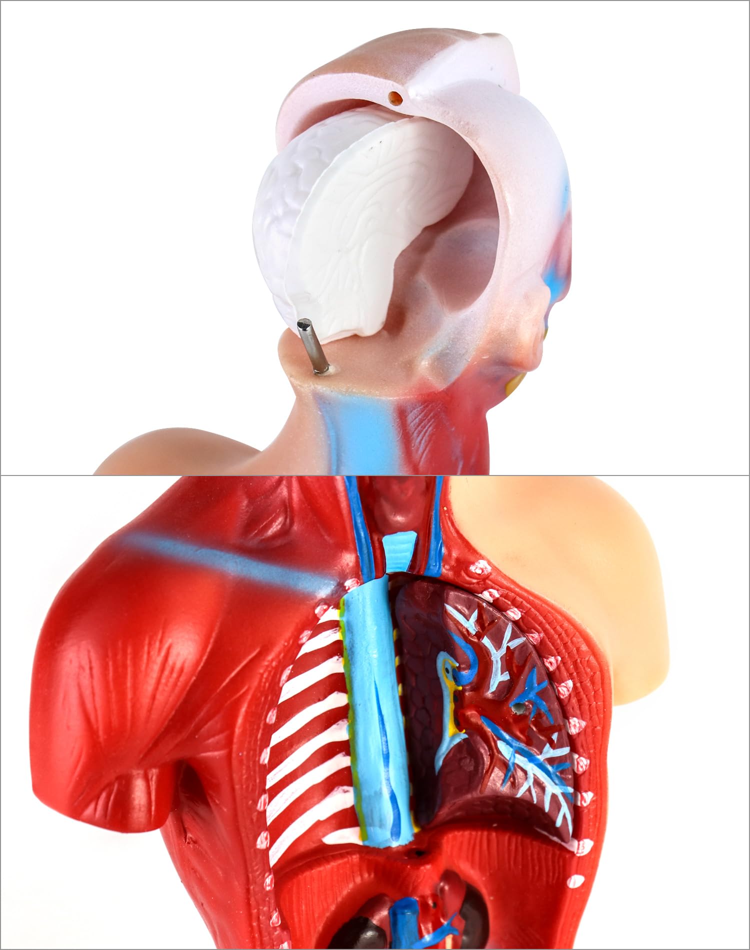 QWORK® 15 Pezzi Modello di Anatomia Umana - Cranio Cervello Torso e Organi Interni - per Studenti di Medicina Medici e Insegnanti - 28 cm