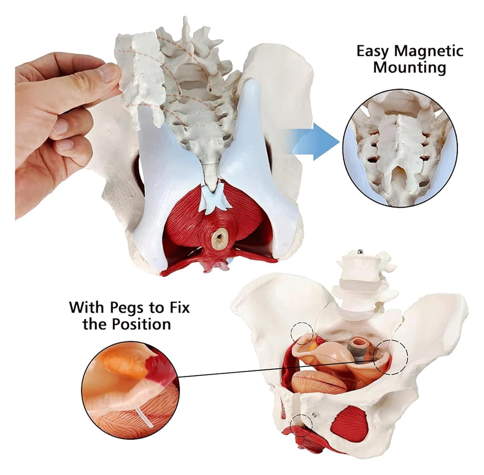 人体模型 女性器官 Amazon.co.jp: MekUk 人体模型・解剖モデル Female Perineum