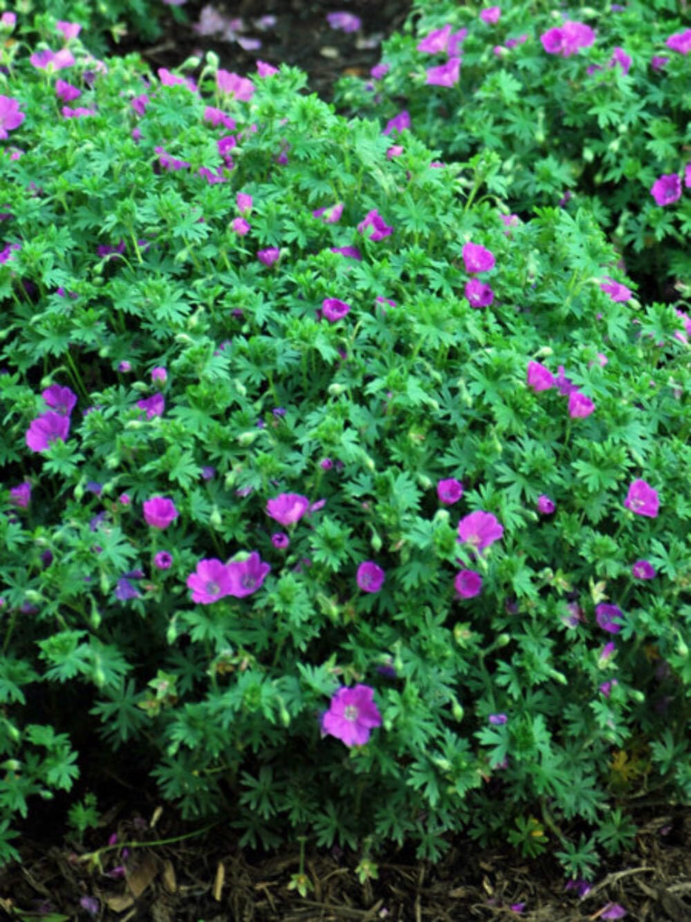 Geranium Max Frei