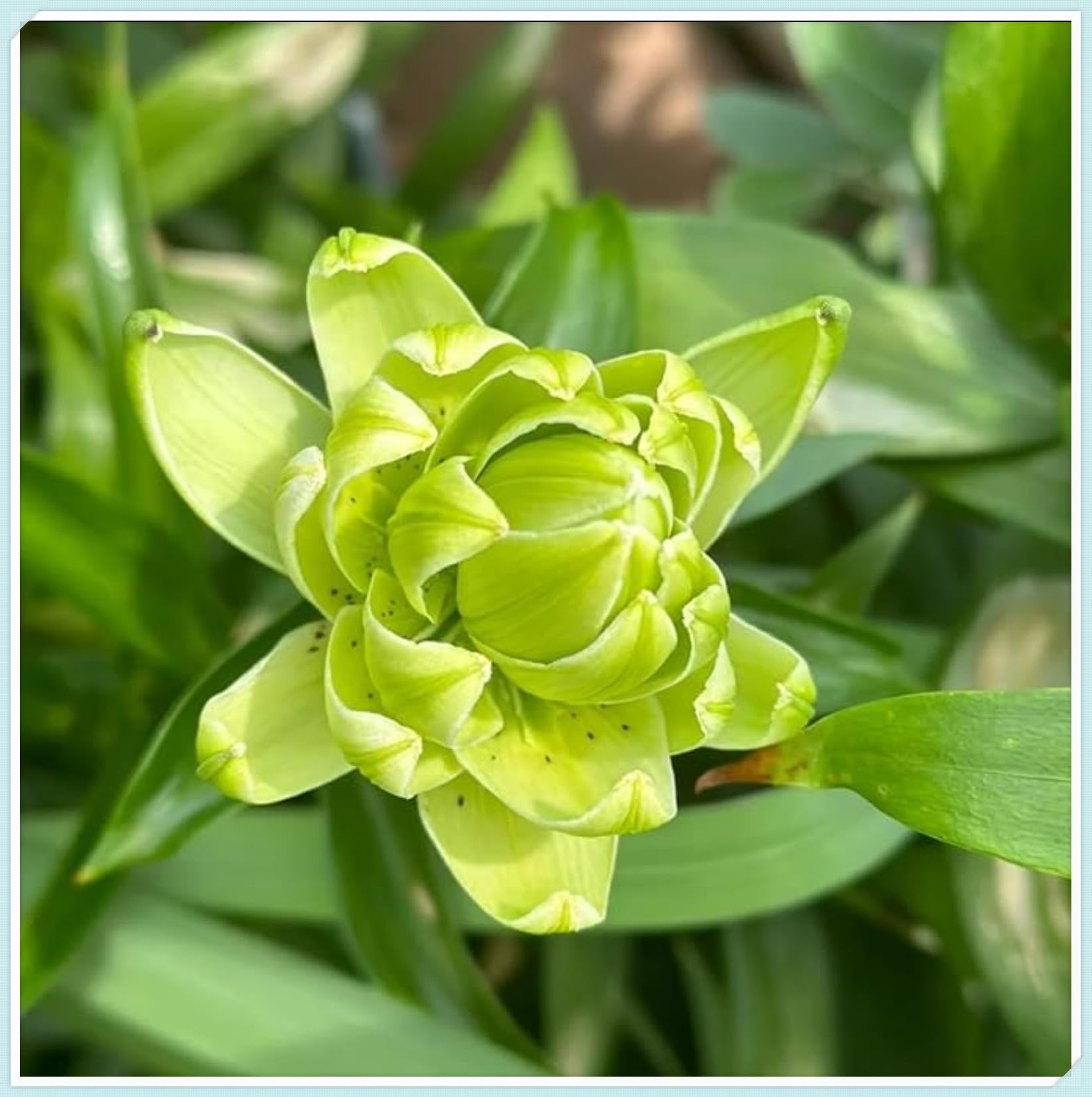 Lily Bulbs for Planting Now UK Perennial Excellent Display Plant Bulbs Greening Flower Ornamental Good for Containers Natural Organic Perennial Easy Plant-2bulbs-D